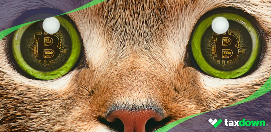 Gato con el logo de bitcoin en los ojos
